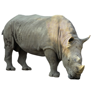 Rhino PNG-24813